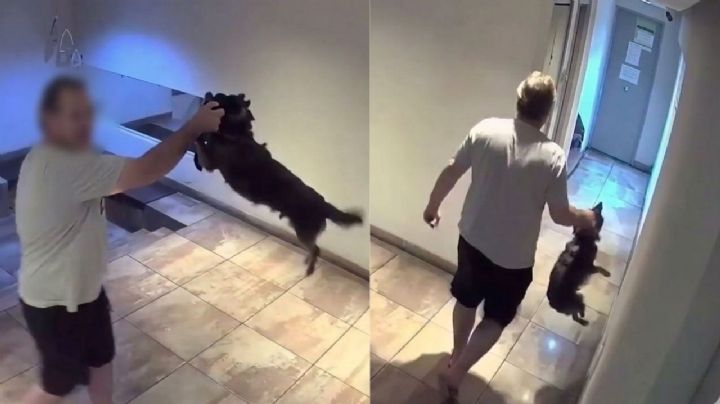 Aberrante: Hombre golpea y lanza a su perro contra el piso; está detenido por maltrato animal | VIDEO