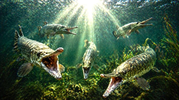 ¿Los catanes del río Bravo comen carne humana?; la criatura que desata pánico en la frontera