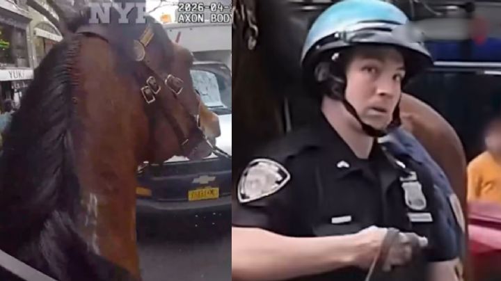 Persecución de película: oficial y su noble corcel detienen a ladrón en Nueva York; todo queda grabado | VIDEO