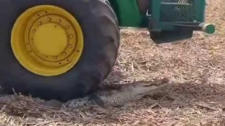 '¡Pásale encima!': trabajadores torturan y aplastan brutalmente a cocodrilo con tractor | VIDEO