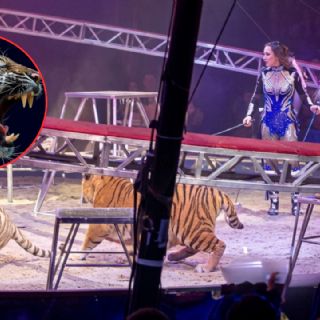 Tigre salta malla de seguridad y se abalanza contra el público durante espectáculo de circo | VIDEO
