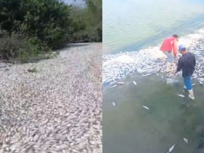 Cientos de peces aparecen muertos entre Veracruz y Tamaulipas; Conagua aclara la causa | VIDEO