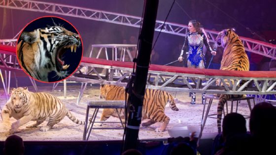 Tigre salta malla de seguridad y se abalanza contra el público durante espectáculo de circo | VIDEO