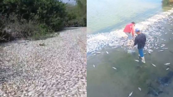 Cientos de peces aparecen muertos entre Veracruz y Tamaulipas; Conagua aclara la causa | VIDEO