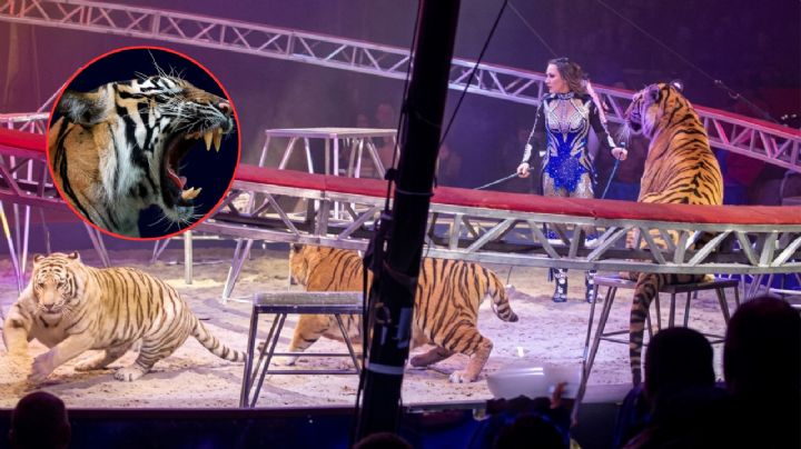 Horror en el circo: tigre salta malla de seguridad y se abalanza contra público durante espectáculo | VIDEO