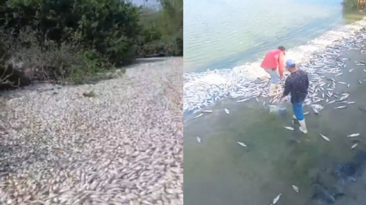 Aparición masiva de peces muertos entre Tamaulipas y Veracruz  genera alarma; Conagua revela a qué se debe | VIDEO