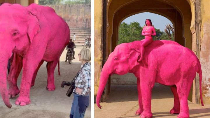 Pintan de rosa a elefanta Chanchal para tomarse 'selfies' y muere después de la sesión fotográfica