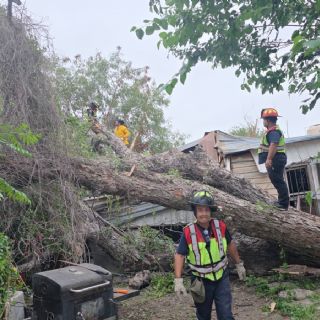Lluvias de abril tumban 11 árboles; a pesar de los destrozos agua deja grandes beneficios
