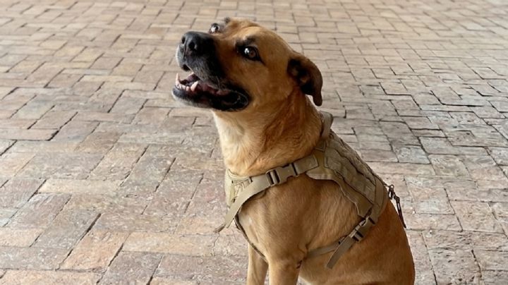 Declaran raza oficial al perro café que todos los días vemos en la calle… ¡bienvenido, caramelo!
