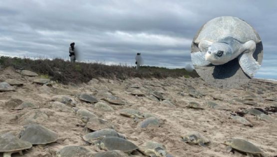 Así arriban miles de tortugas loras en playas de Tamaulipas por temporada de anidación | VIDEO