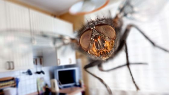 ¿Por qué las moscas eligen tu casa? El detalle que ignoras y las atrae por cientos