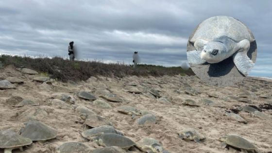 Así arriban miles de tortugas loras en playas de Tamaulipas por temporada de anidación | VIDEO