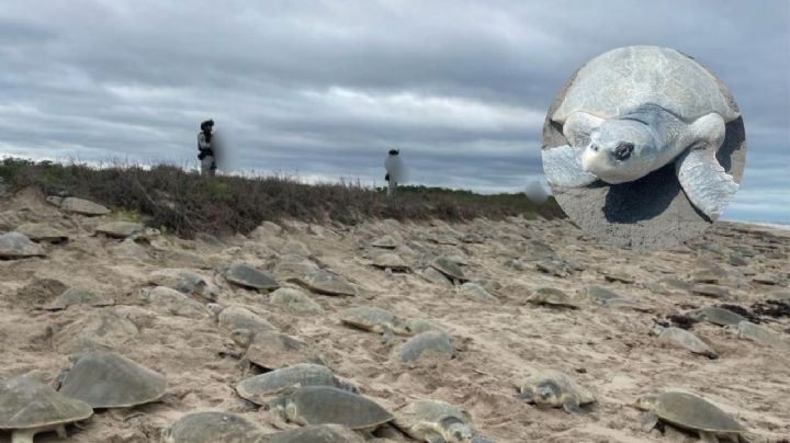 Así arriban miles de tortugas loras en playas de Tamaulipas por temporada de anidación | VIDEO