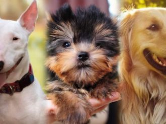 Estas son las razas de perro más longevas y cuánto pueden llegar a vivir, según expertos