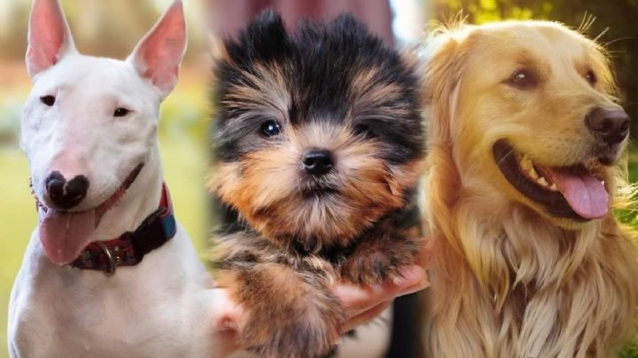 Estas son las razas de perro más longevas y cuánto pueden llegar a vivir, según expertos