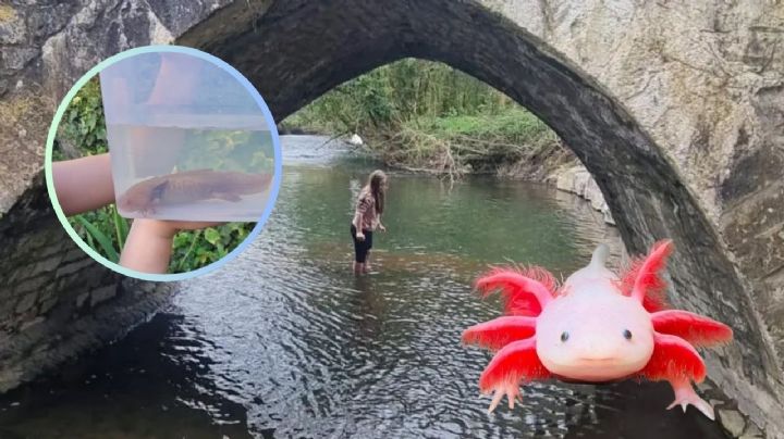 ¿Cómo llegó desde México a Europa?; niña encuentra ajolote en río de Reino Unido