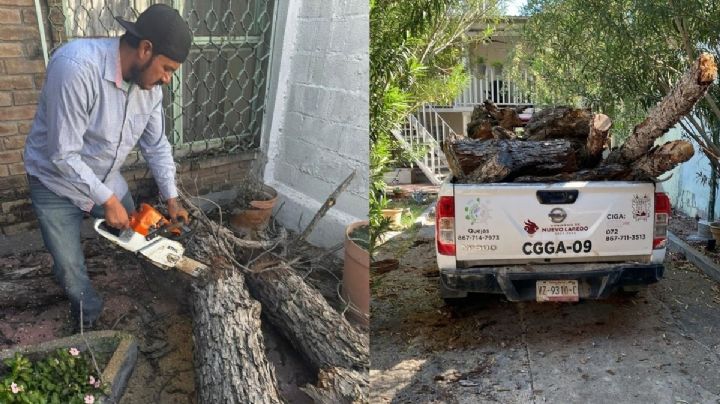 ¿Quieres cortar un árbol en Nuevo Laredo?; podrías pagar hasta 12 mil pesos de multa si no tienes permiso