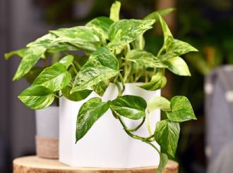 Esta 'superplanta' creada por la ciencia puede limpiar tu casa hasta 30 veces más que una común