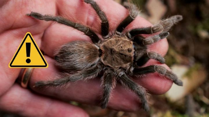 Animales ponzoñosos 'invaden' Nuevo Laredo; tarántulas y arañas salen de sus escondites