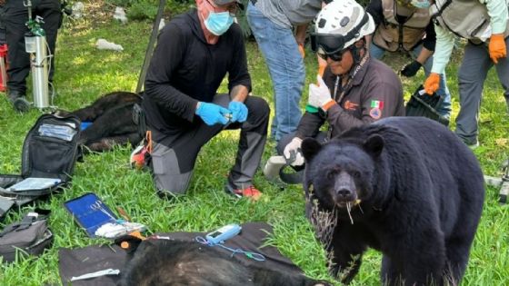 Dos osos negros se cuelan a patio de casa en San Pedro Garza García; así los rescataron
