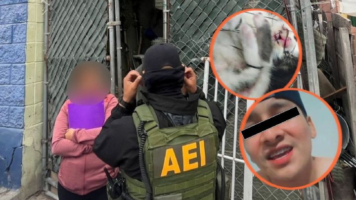 Crueldad extrema en Tijuana: Sujeto cosió con hilo ojos y hocico a un gatito vivo | VIDEO