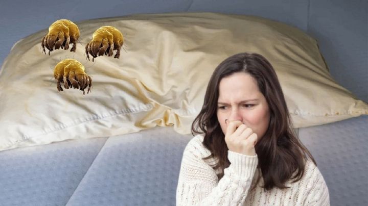 ¿Hace cuánto no limpias tu almohada?; guía de lavado para eliminar manchas amarillas y ácaros