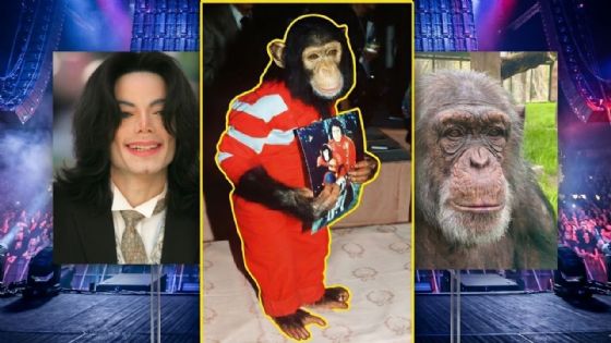 ¿Dónde está 'Bubbles', el chimpancé que adoptó Michael Jackson?; tiene más de 40 años