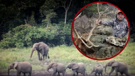Safari de lujo termina en tragedia: elefantas aplastan hasta la muerte a famoso cazador | VIDEO