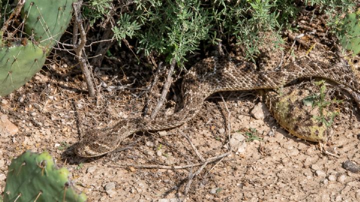 ¡Terror en plena ruta! Enorme víbora de cascabel sorprende a corredores y ciclistas en Nuevo Laredo | VIDEO