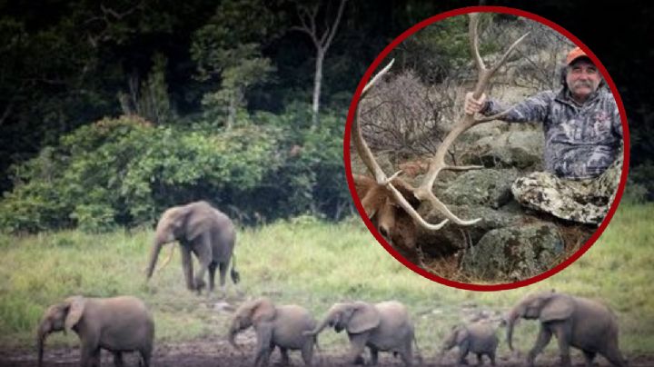 Muere el millonario cazador Ernie Dosio; fue brutalmente aplastado por una manada de elefantes | VIDEO