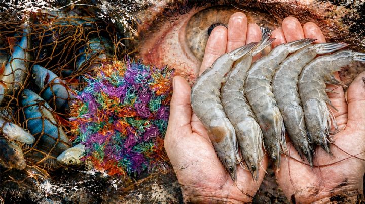 Nodavirus, el microorganismo del mar que podría dejarte ciego por comer mariscos crudos