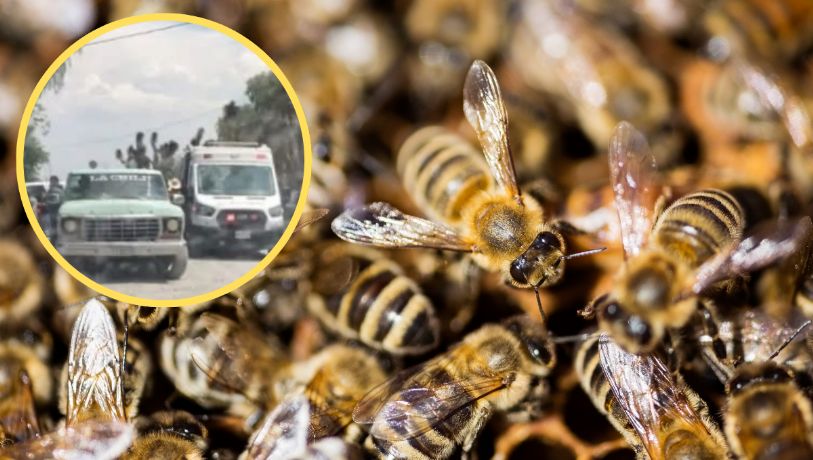 Abejas atacan en funeral y dejan más de 10 heridos en Galeana; abuelito quedó inconsciente