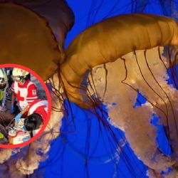 ¿Estás en Playa Miramar por vacaciones de Semana Santa?; Cruz Roja advierte por riesgo de medusas