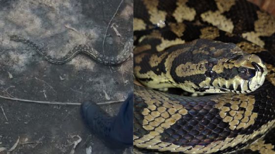 Enorme serpiente de más de 2 metros aparece en plena zona urbana; ¿es venenosa? | VIDEO