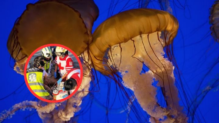 ¿Estás en Playa Miramar por vacaciones de Semana Santa?; Cruz Roja advierte por riesgo de medusas