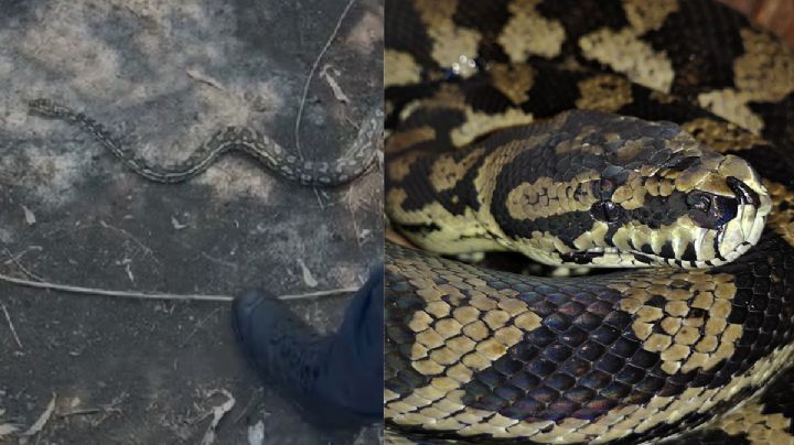 Pitón Australiana provoca pánico en CDMX; serpiente de dos metros apareció durante mantenimiento | VIDEO