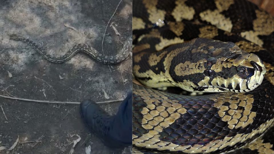 El hallazgo ocurrió durante trabajos de limpieza en la colonia Zedec Santa Fe.