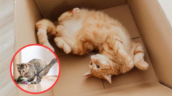 ¿Tu gato prefiere las cajas en vez de sus juguetes?; esta es la razón de su conducta