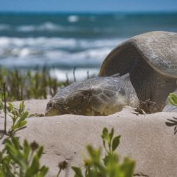 Temporada de anidación deja más de 16 mil huevos protegidos en Tamaulipas; refuerzan vigilancia