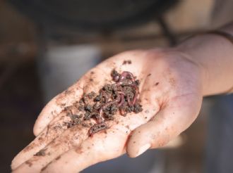 Desarrolla la UAT biofertilizantes líquidos a partir de lombricomposta