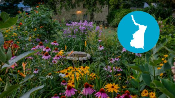 Las flores más bonitas para sembrar en tu jardín que florecen en esta temporada en Tamaulipas