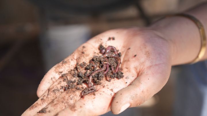 Desarrolla la UAT biofertilizantes líquidos a partir de lombricomposta