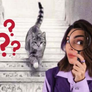¿El gato sube o baja? Esta es tu personalidad según tu respuesta | VIDEO