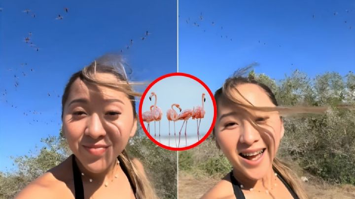 ¿Qué sanciones podría tener la influencer que alteró santuario de flamencos y los llamó 'plaga'?; PROFEPA ya fue alertada