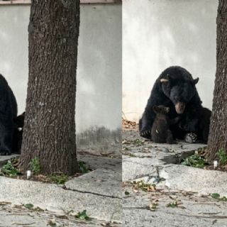 Mamá oso es captada por vecinos de Monterrey jugando con sus crías