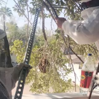 Más de 350 panales de abejas han sido reubicados en Nuevo Laredo; solo 3 de ellos fueron erradicados