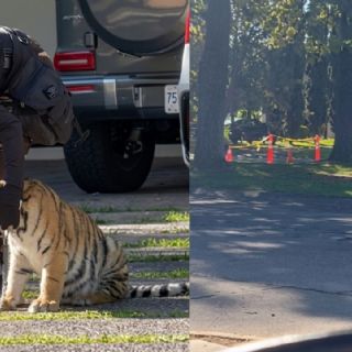 Tigre deambulaba solo en fraccionamiento de Zapopan; así lo capturaron | VIDEO
