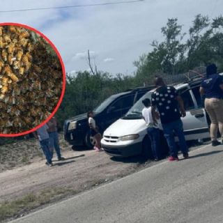Hombre muere tras ser atacado por un enjambre de abejas en el municipio de Marín, Nuevo León