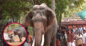 Elefante de 2 toneladas mata a su cuidador y causa pánico en celebración religiosa; destrozó autos  | VIDEO