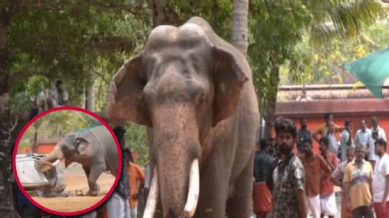 Elefante de 2 toneladas mata a su cuidador y causa pánico en celebración religiosa